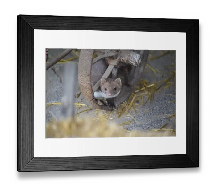 Framed Print : Stone Marten, Beech Marten (Martes foina) Framed Print : Stone Marten, Beech Marten (Martes foina)