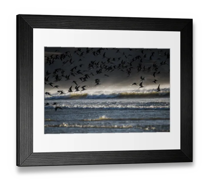 Framed Print : Large flock of American black skimmers (Rynchops niger) flying low over the waves off the Pacific coast