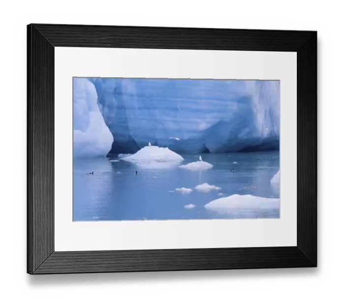 Framed Print : Black guillemot (Cepphus grylle) birds swimming in the cold sea water by a glacier with ice floes