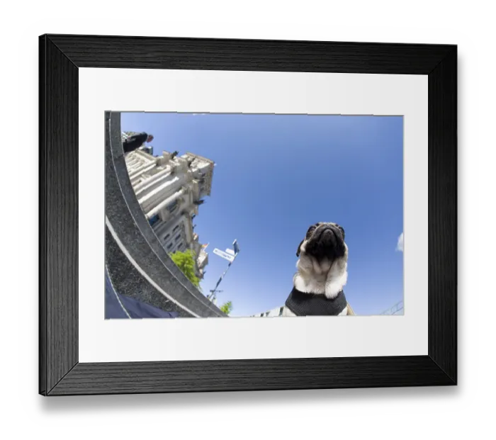 Framed Print : A young pug in Berlin's government district between Reichtstag parliament building and Paul Loebe House