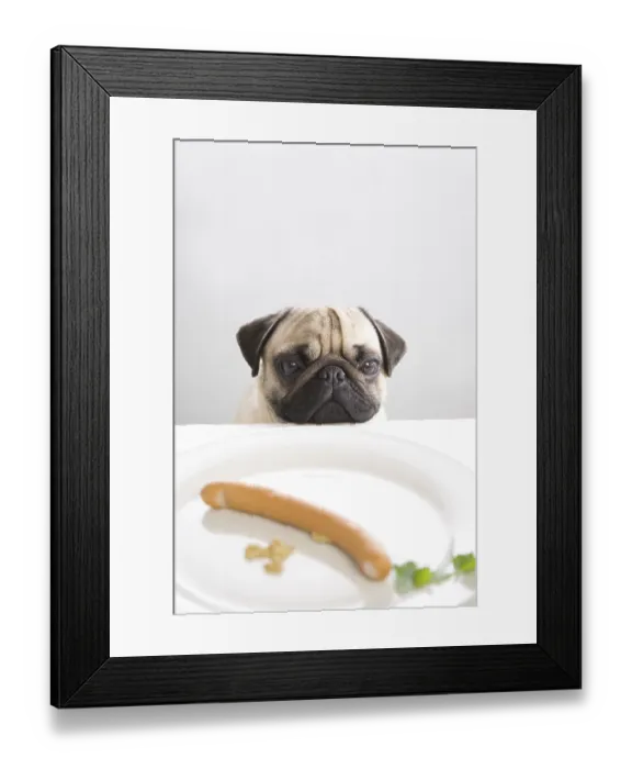 Framed Print : Young pug posing behind a plate with a sausage