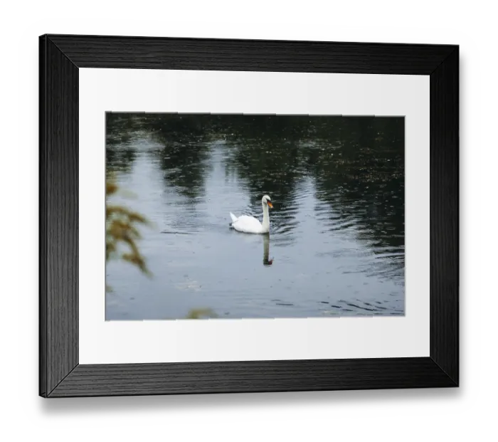 Framed Print : A swan (Cygnus) swimming on a pond in the rain Framed Print : A swan (Cygnus) swimming on a pond in the rain