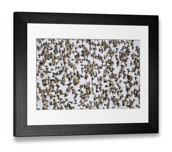 Framed Print : Flock of Starling (Sturnus vulgaris)