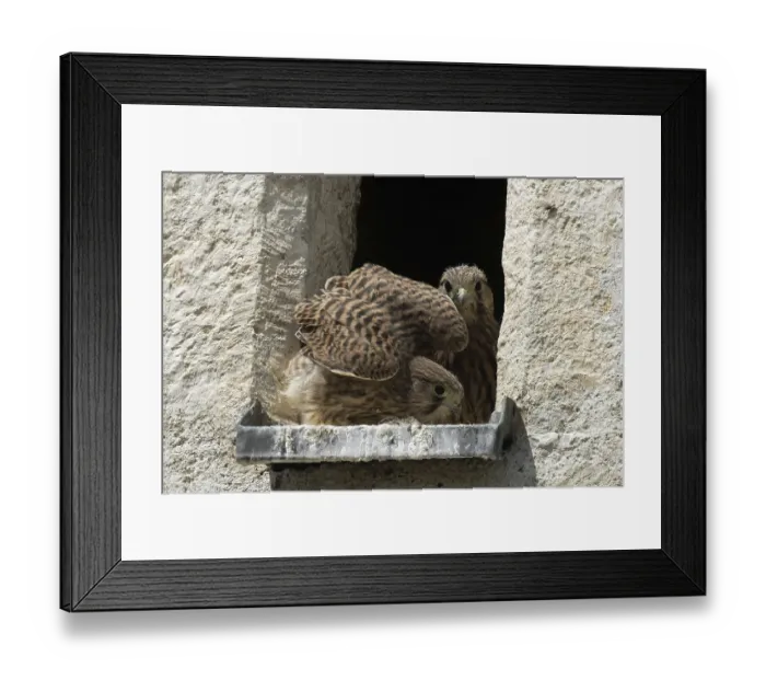 Framed Print : Kestrel two young birds with open beak sitting in opening of church tower seeing differently Framed Print : Kestrel two young birds with open beak sitting in opening of church tower seeing differently