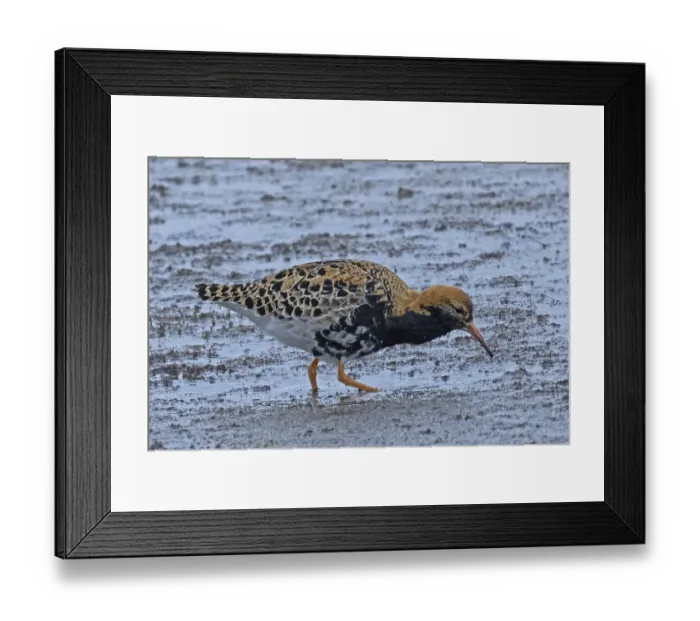 Framed Print : Male ruff standing in water looking right
