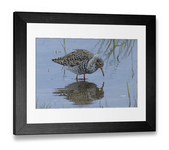 Framed Print : Male ruff satellite with mirror image standing in water looking right