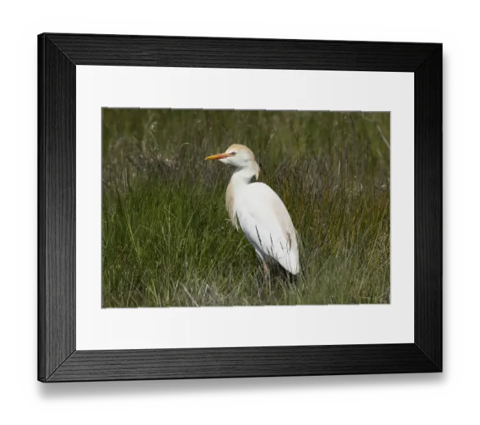 Framed Print : Cattle egret standing in green meadow looking left Framed Print : Cattle egret standing in green meadow looking left