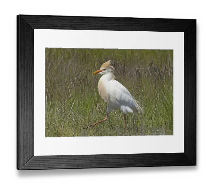 Framed Print : Cattle egret with erect bonnet walking in green wet meadow looking left