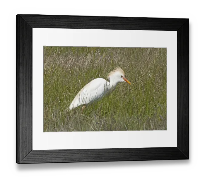 Framed Print : Cattle egret standing in green meadow looking right