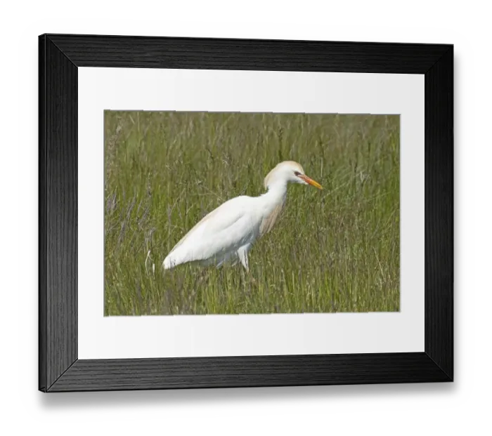 Framed Print : Cattle egret standing in green meadow looking right