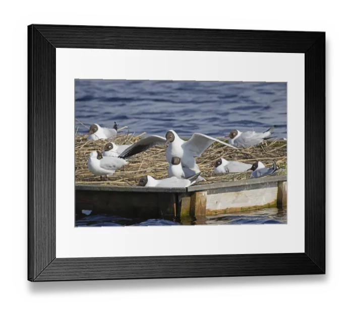 Framed Print : Black-headed Black-headed Gull some birds standing on breeding raft in water during mating variously sighted
