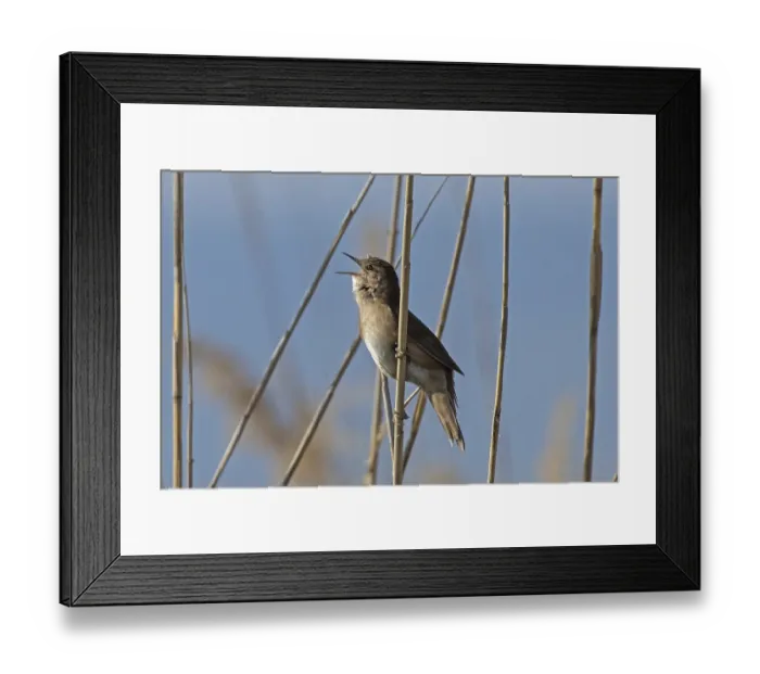Framed Print : Reed warbler with open beak singing sitting on reed stalk looking left in front of blue sky