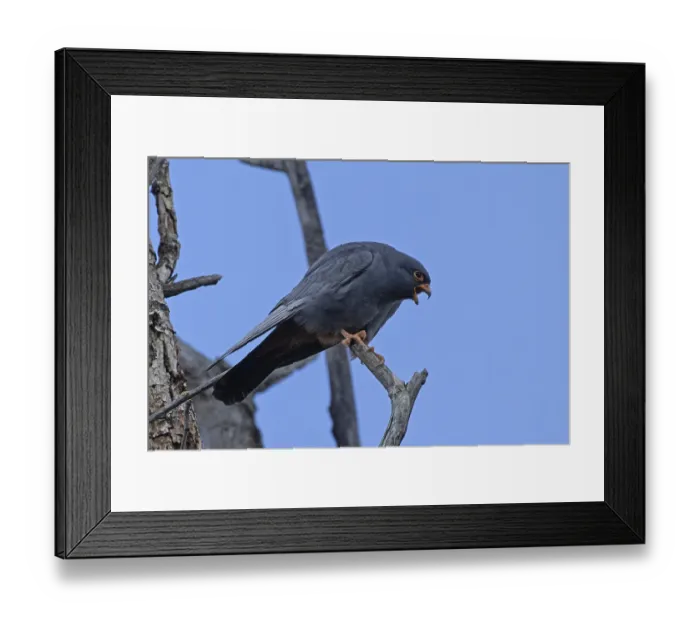 Framed Print : Red-footed Falcon male with open beak sitting on branch looking right in front of blue sky