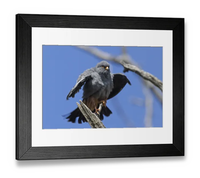 Framed Print : Red-footed falcon male with shaken plumage sitting on branch from the front looking right in front of blue sky
