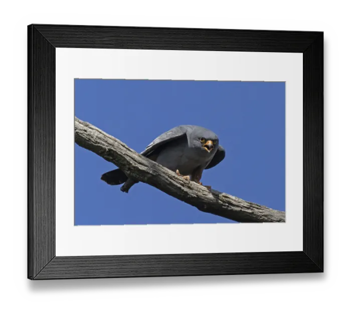 Framed Print : Red-footed Falcon male with open beak sitting on branch looking from the front in front of blue sky