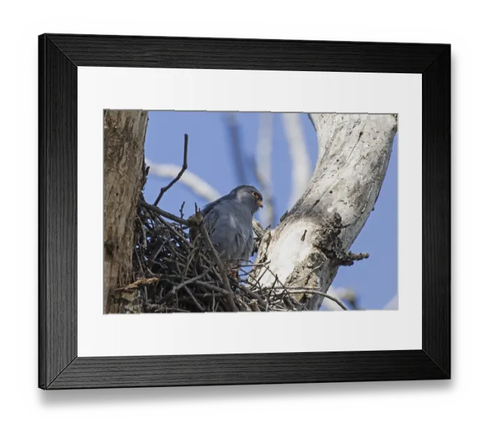 Framed Print : Red-footed Falcon male sitting in nest between tree trunks looking from front right in front of blue sky