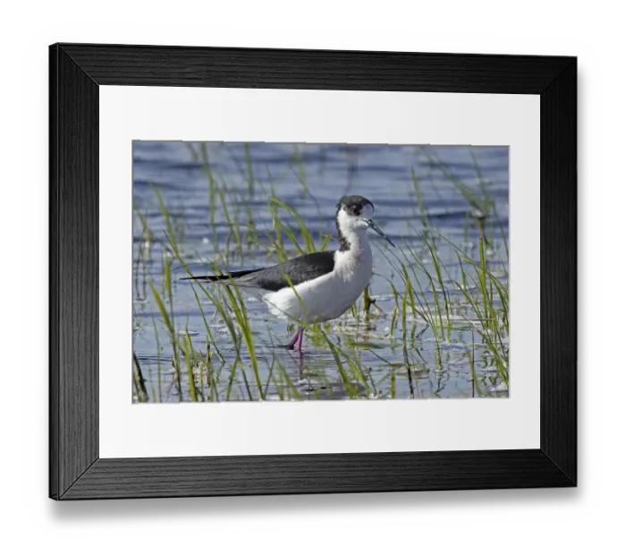 Framed Print : Common stilt standing in water between green plants looking right