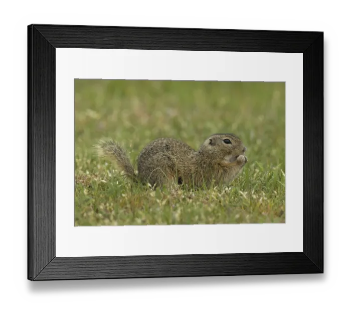 Framed Print : Squirrel holding grass in hands sitting in green meadow looking right Framed Print : Squirrel holding grass in hands sitting in green meadow looking right