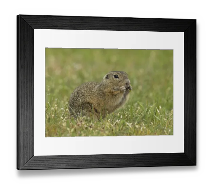 Framed Print : Squirrel holding grass in hands standing in green meadow looking right