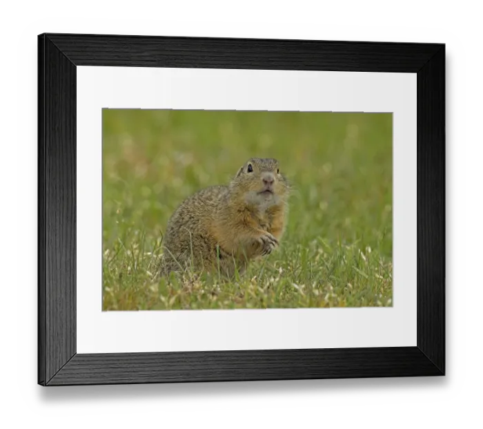 Framed Print : Squirrel standing in a green meadow looking to the right
