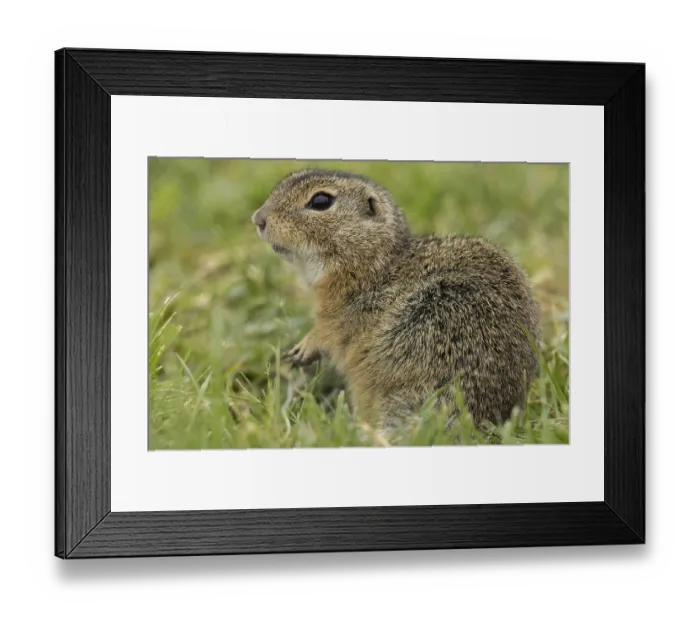 Framed Print : Squirrel standing in green meadow looking left