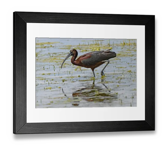 Framed Print : Glossy ibis in water with reflection standing looking left