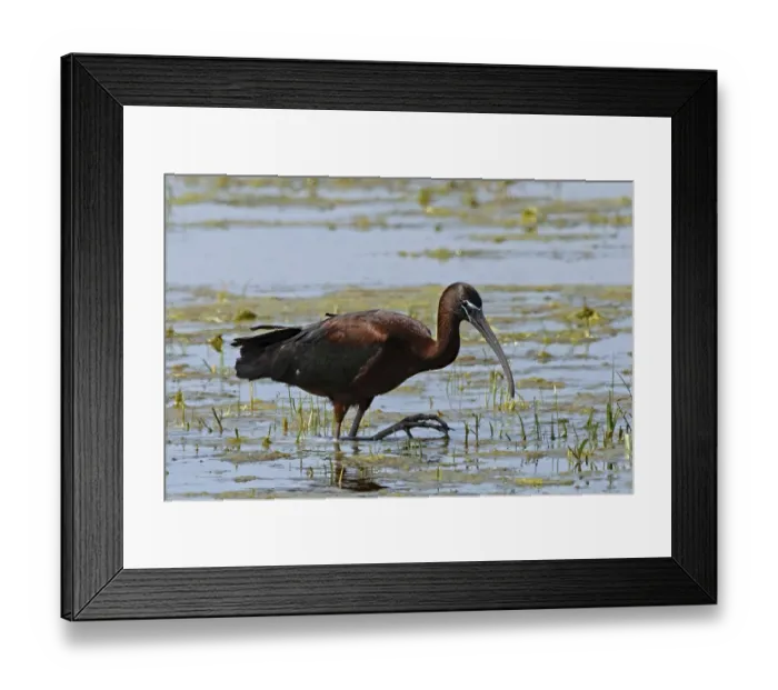 Framed Print : Glossy ibis walking in water looking right Framed Print : Glossy ibis walking in water looking right