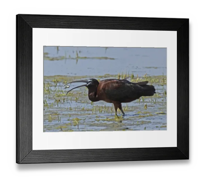 Framed Print : Glossy ibis with food in open beak standing in water looking left