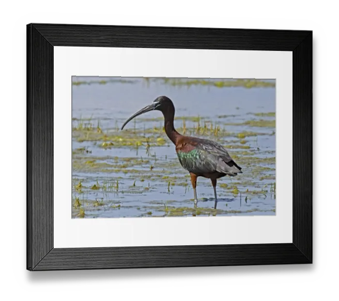 Framed Print : Glossy ibis standing in water looking left