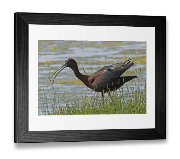 Framed Print : Glossy ibis with open beak and open wings standing in water looking left