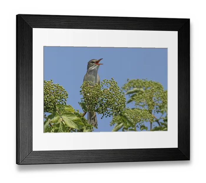 Framed Print : Great Reed Warbler with open beak sitting on branch with green leaves