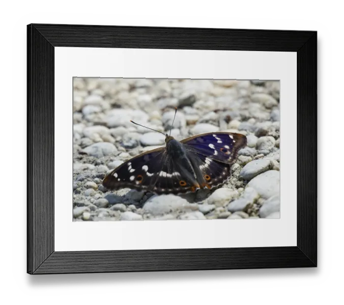 Framed Print : Lesser purple emperor Red emperor butterfly with open wings sitting on gravel from behind