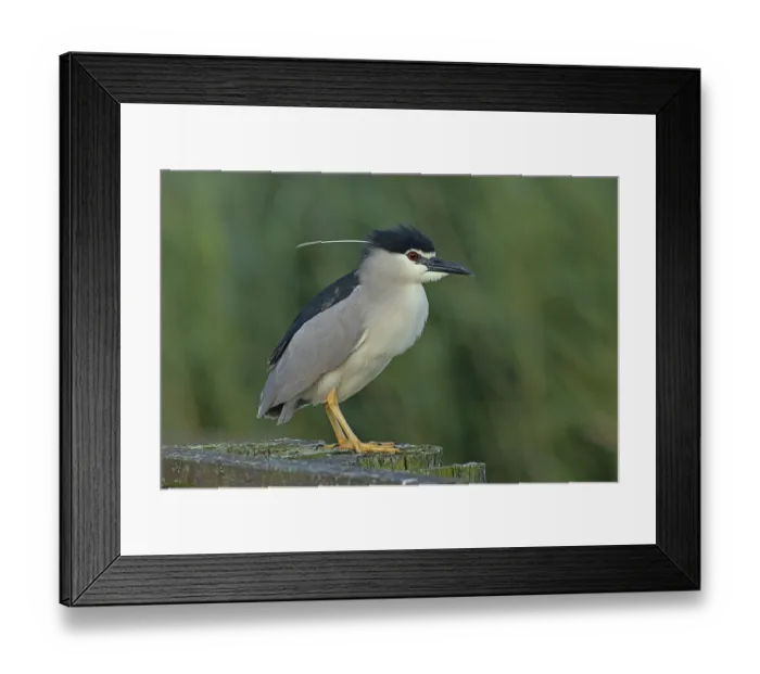 Framed Print : Night heron adult bird with decorative feather standing on wooden post looking right Framed Print : Night heron adult bird with decorative feather standing on wooden post looking right