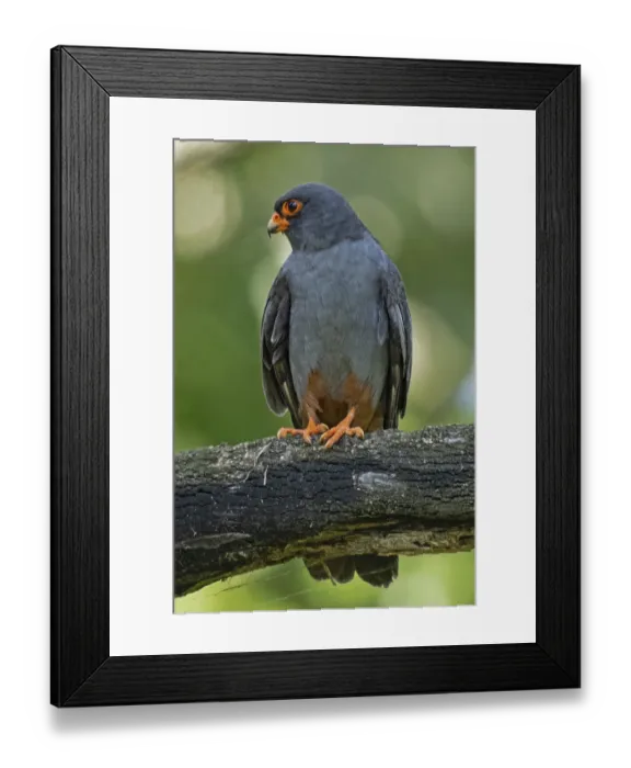 Framed Print : Red-footed Falcon male sitting on a branch looking from the left