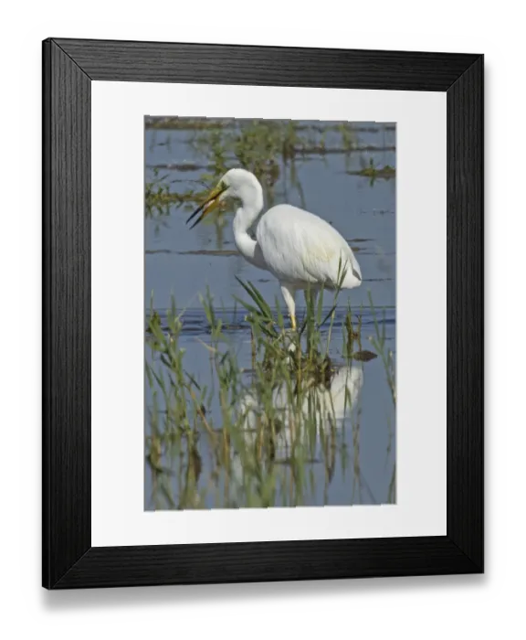 Framed Print : Great White Egret mirror image with fish in beak standing in water looking left