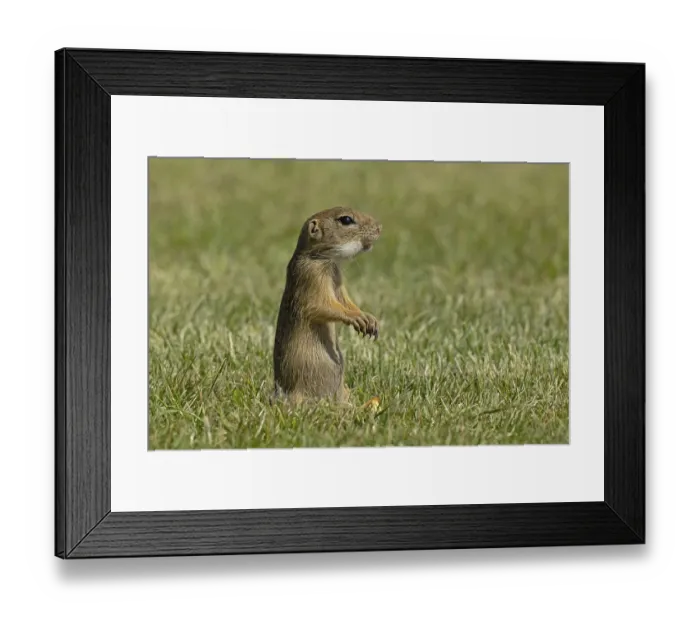 Framed Print : Squirrel standing in green meadow looking right