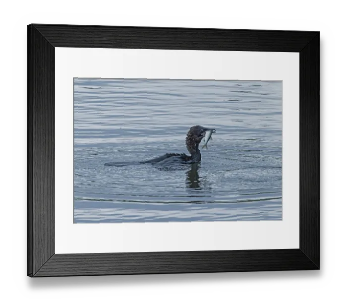 Framed Print : Pygmy Cormorant with fish in beak swimming in water looking right