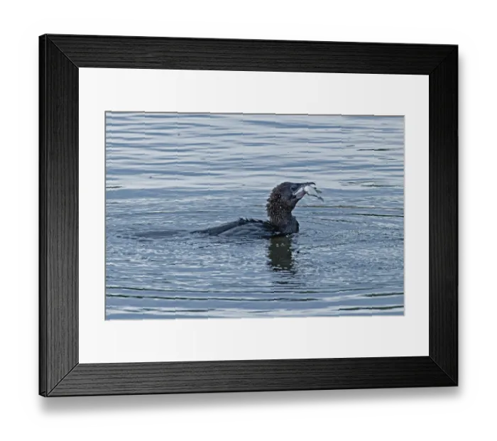 Framed Print : Pygmy Cormorant with fish in beak swimming in water looking right