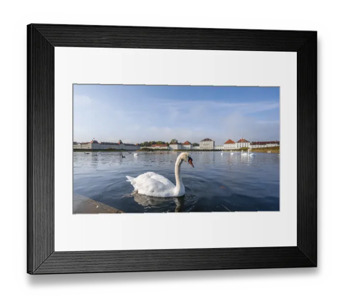 Framed Print : Swans swimming in front of Nymphenburg Palace Framed Print : Swans swimming in front of Nymphenburg Palace