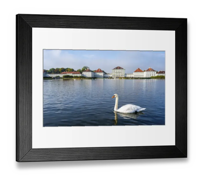Framed Print : Swans swimming in front of Nymphenburg Palace