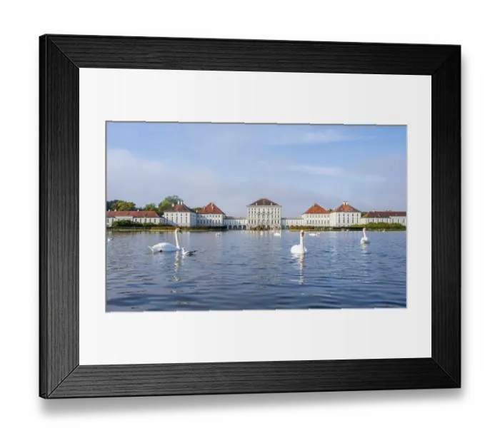 Framed Print : Swans swimming in front of Nymphenburg Palace