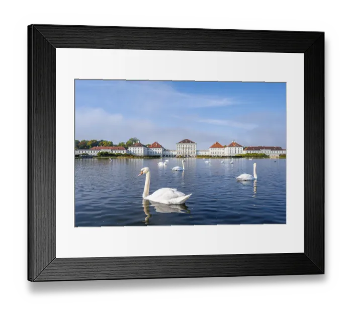 Framed Print : Swans swimming in front of Nymphenburg Palace Framed Print : Swans swimming in front of Nymphenburg Palace