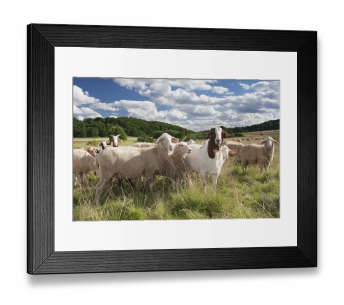 Framed Print : Flock of sheep in the summer, Swabian Jura