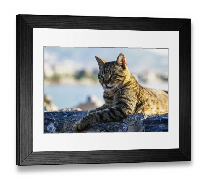 Framed Print : Portrait of a city cat