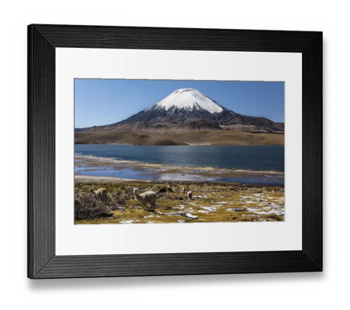 Framed Print : Llama (Lama glama) in front of the volcano Parinacota Framed Print : Llama (Lama glama) in front of the volcano Parinacota