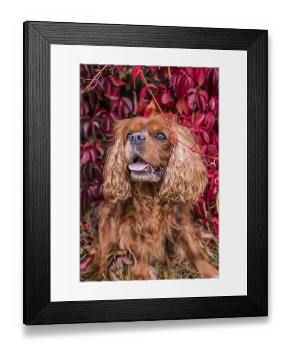 Framed Print : A Cavalier King Charles Spaniel dog with brown fur (Ruby) Framed Print : A Cavalier King Charles Spaniel dog with brown fur (Ruby)