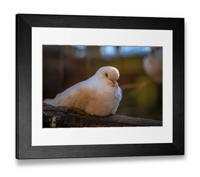 Framed Print : African collared dove (Streptopelia roseogrisea) in the dovecote
