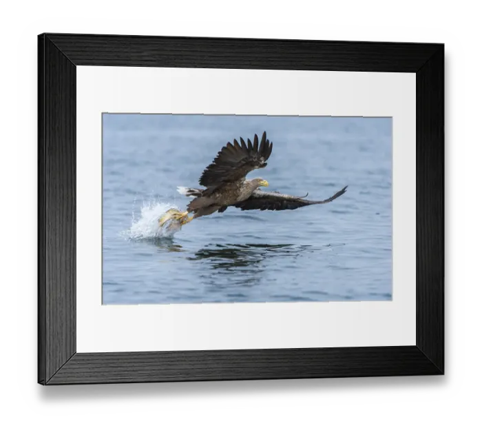 Framed Print : White-tailed Eagle or Sea Eagle (Haliaeetus albicilla) in flight