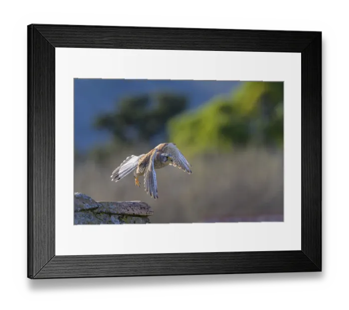 Framed Print : A common kestrel (Falco tinnunculus) flies over a building in a wooded area Framed Print : A common kestrel (Falco tinnunculus) flies over a building in a wooded area