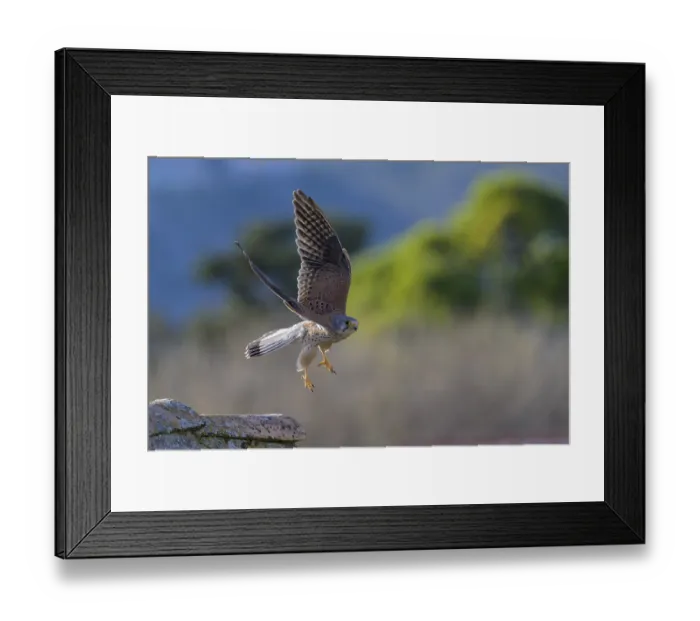 Framed Print : A common kestrel (Falco tinnunculus) takes off into flight over a building in a green environment Framed Print : A common kestrel (Falco tinnunculus) takes off into flight over a building in a green environment